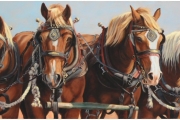 Belgians - Casselmans Team