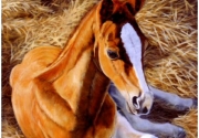 Foal in the Manger